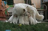 TETER - BERGER BLANC SUISSE 031